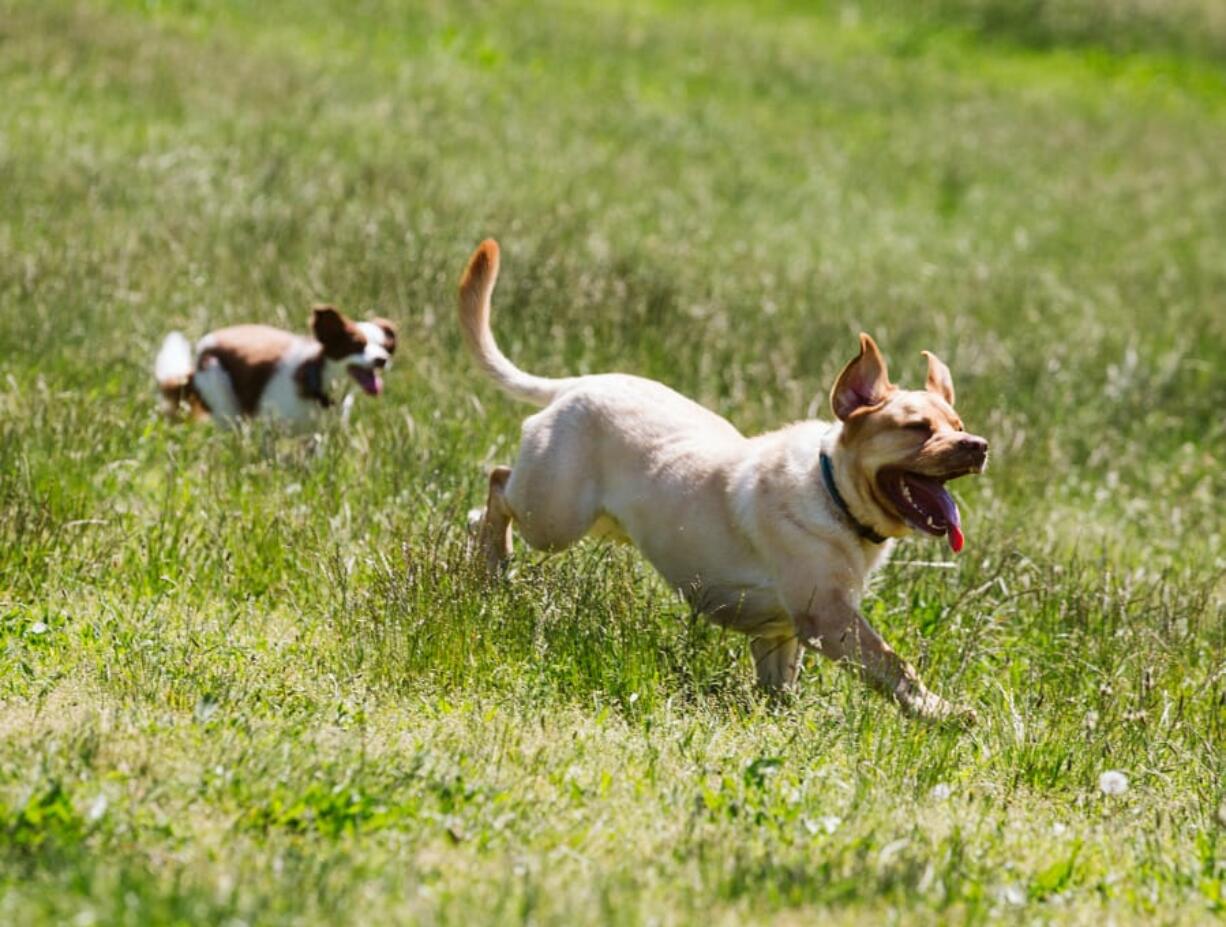 Jackson and Hershey, who belong to Mike Bortz of Felida, play fetch Saturday at Ike Memorial Park in West Minnehaha. DOGPAW, or the Dog Owners Group for Park Access in Washington, held a beautification event to make the park more inviting and safe for visitors and their dogs.