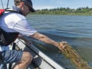 Philip Parshley, commodore of the Vancouver Lake Sailing Club, shows some of the worst of the milfoil weed infestation at the lake in June.