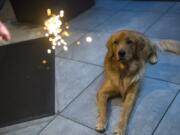 Louie, who lives in west Vancouver, isn’t wild about a sparkler, but it’s the loud bangs from fireworks that scare dogs the most on the Fourth of July.