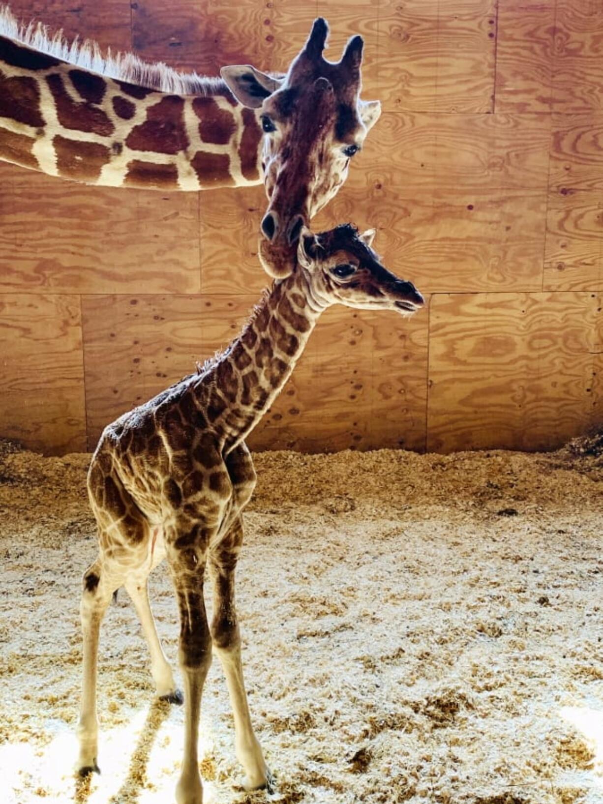 April the giraffe with her fifth calf, Azizi, March 16 at Animal Adventure Park in Harpursville, N.Y. April will start contraceptives and retire from the park’s breeding program.