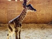 April the giraffe with her fifth calf, Azizi, March 16 at Animal Adventure Park in Harpursville, N.Y. April will start contraceptives and retire from the park’s breeding program.