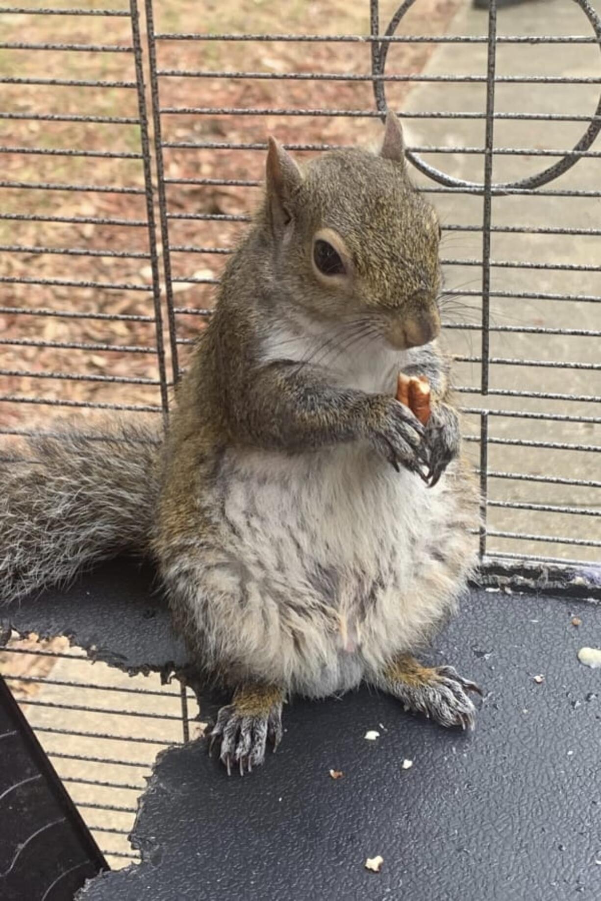 In this June 2019 photo released by the Limestone County Sheriff’s Office, a squirrel is shown in a cage, in Ala. Alabama investigators say a man kept the caged “attack squirrel” in his apartment and fed it methamphetamine to ensure it stayed aggressive.