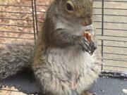 In this June 2019 photo released by the Limestone County Sheriff’s Office, a squirrel is shown in a cage, in Ala. Alabama investigators say a man kept the caged “attack squirrel” in his apartment and fed it methamphetamine to ensure it stayed aggressive.