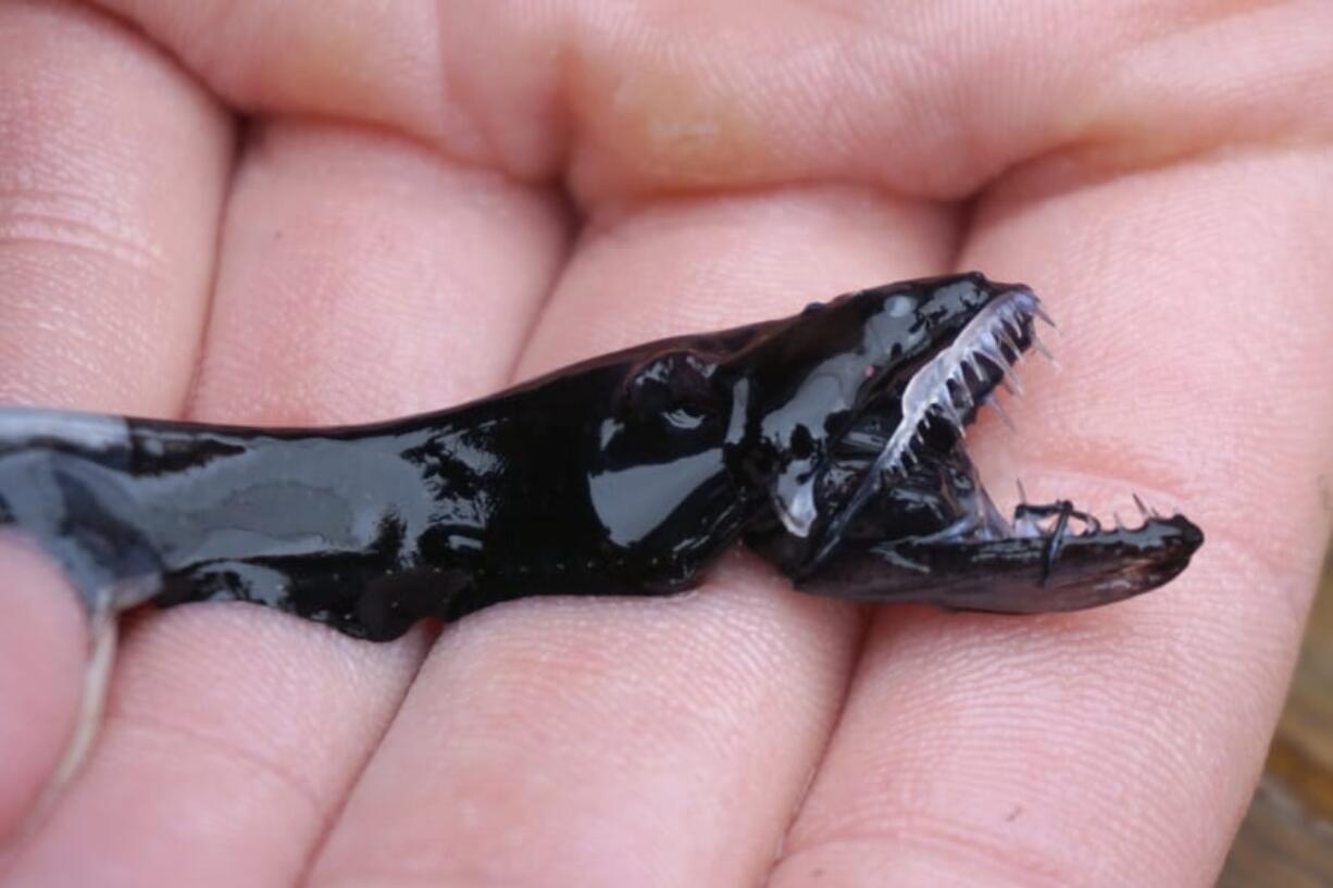 A dragonfish is seen during a specimen collection session in April along the coast of San Diego. The deep-sea creature’s teeth are transparent underwater — virtually invisible to prey. According to recent research, they are made of the same materials as human teeth, but the microscopic structure is different. And as a result, light doesn’t reflect off the surface.