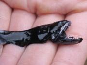 A dragonfish is seen during a specimen collection session in April along the coast of San Diego. The deep-sea creature’s teeth are transparent underwater — virtually invisible to prey. According to recent research, they are made of the same materials as human teeth, but the microscopic structure is different. And as a result, light doesn’t reflect off the surface.