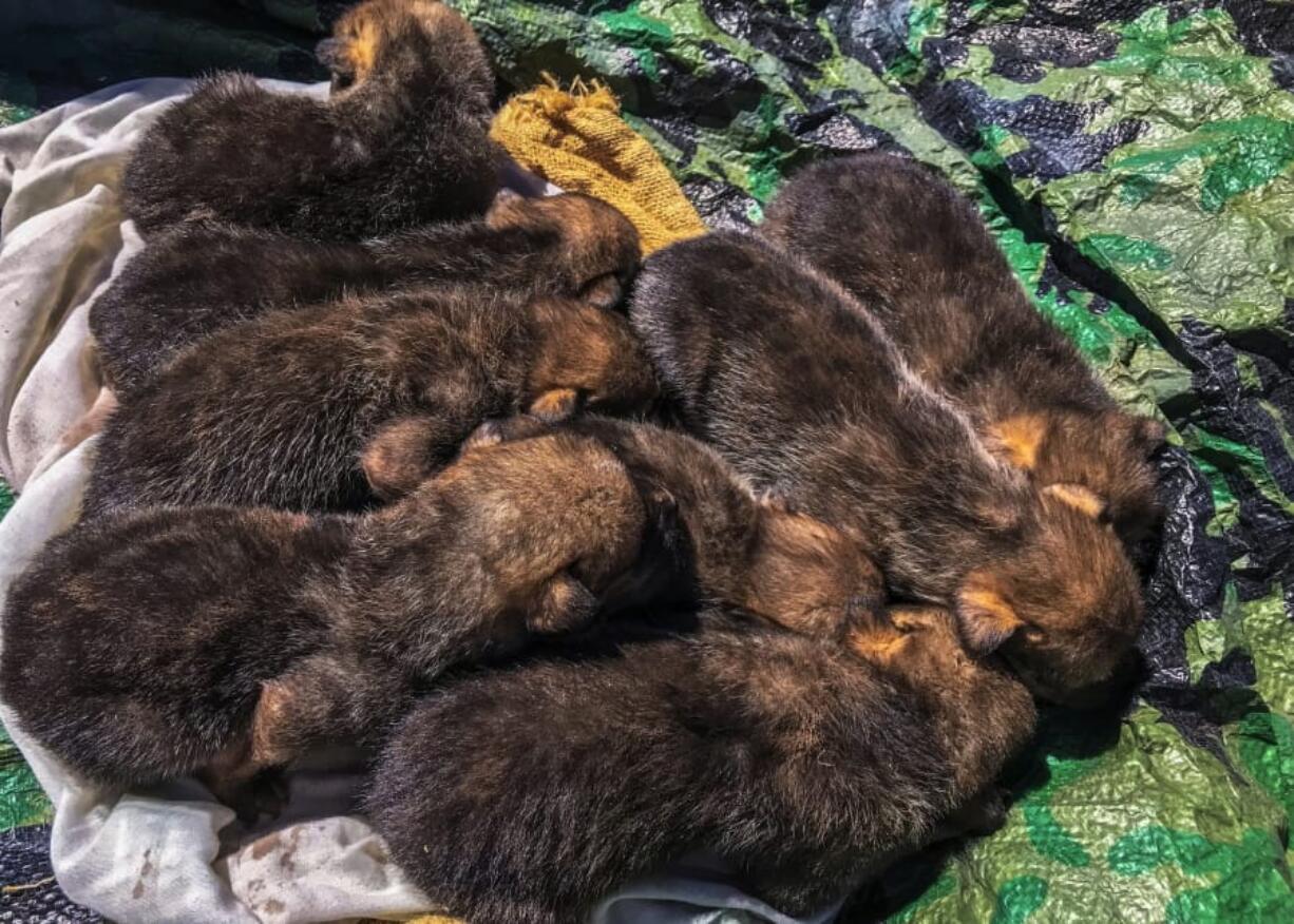 Mexican gray wolf pups that are part of a cross-fostering program in which pups born in captivity are placed with packs in the wild in Arizona and New Mexico. The Interagency Field Team/U.S.