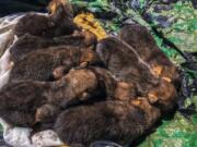 Mexican gray wolf pups that are part of a cross-fostering program in which pups born in captivity are placed with packs in the wild in Arizona and New Mexico. The Interagency Field Team/U.S.