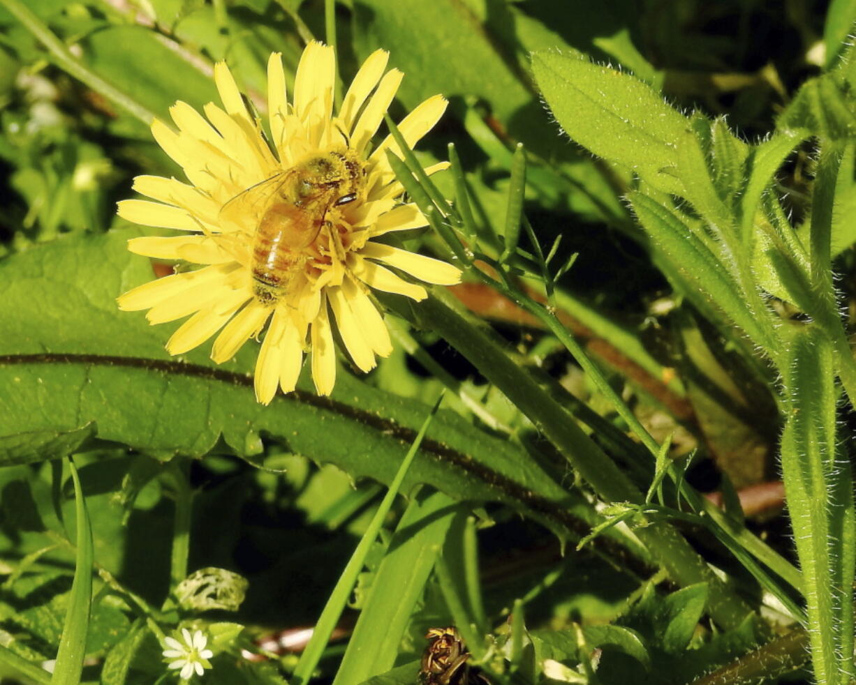 A pollen-laden Italian honeybee is seen in a bee lawn near Langley.