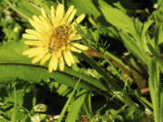 A pollen-laden Italian honeybee is seen in a bee lawn near Langley.