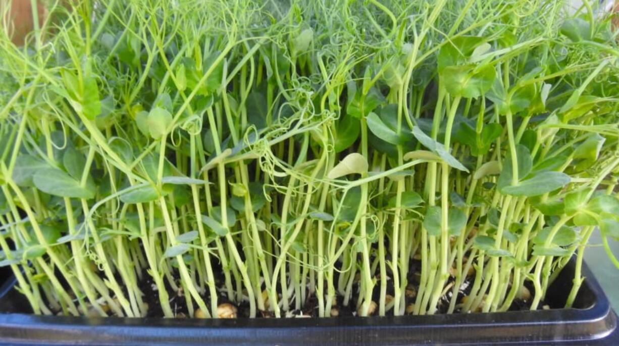 This May 3, 2019 photo shows an assortment of green pea microgreens growing in soil-laden trays at the Bayview, Wash., Farmers Market. Microgreens are usually larger than sprouts, are grown in soil rather than water for more taste and nutrient quality, and have produced their first growth of tiny leaves that haven’t appeared yet on sprouts.