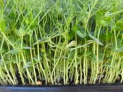 This May 3, 2019 photo shows an assortment of green pea microgreens growing in soil-laden trays at the Bayview, Wash., Farmers Market. Microgreens are usually larger than sprouts, are grown in soil rather than water for more taste and nutrient quality, and have produced their first growth of tiny leaves that haven’t appeared yet on sprouts.