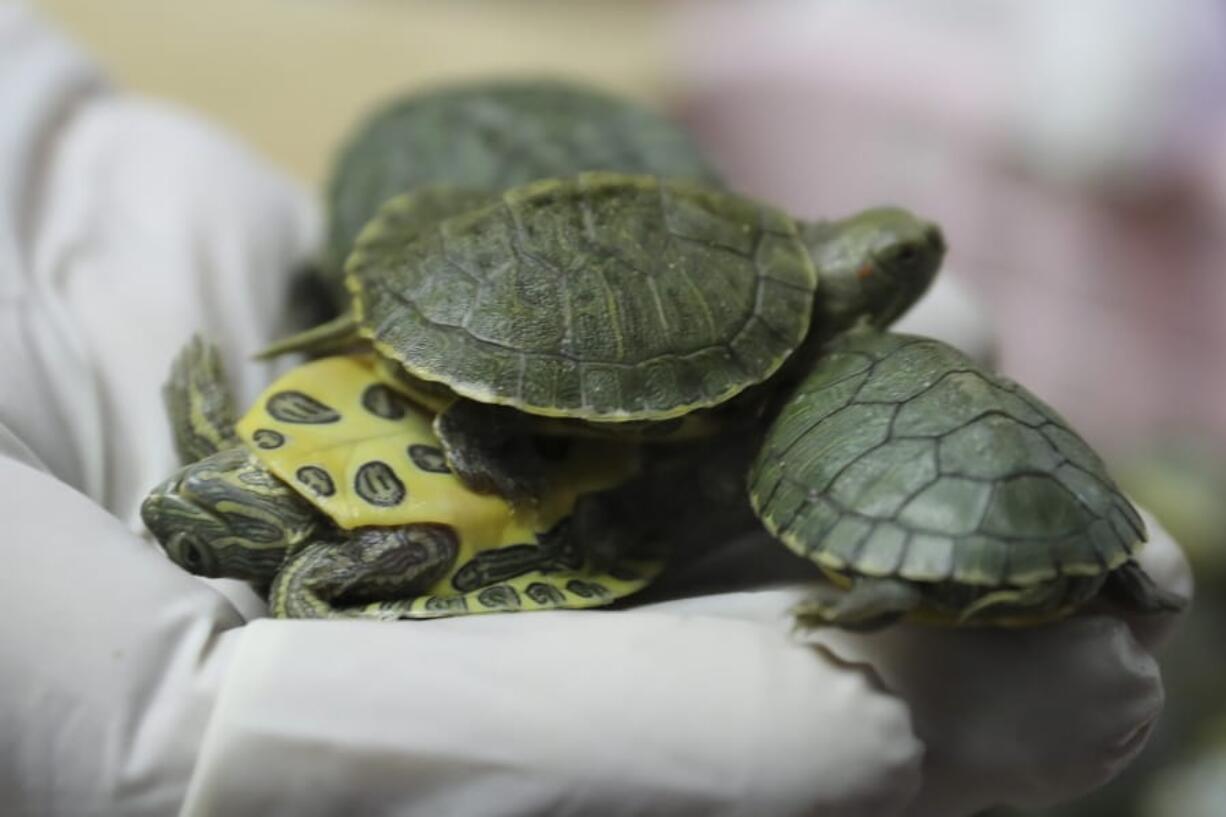 Customs officials display seized turtles at the customs office Wednesday, June 26, 2019, in Sepang, Malaysia. Two Indian citizens were arrested due to smuggling attempt into the country on a flight from Guangzhou, China with thirty-two small boxes packed with 5,225 red-eared slider turtles.