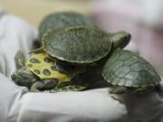 Customs officials display seized turtles at the customs office Wednesday, June 26, 2019, in Sepang, Malaysia. Two Indian citizens were arrested due to smuggling attempt into the country on a flight from Guangzhou, China with thirty-two small boxes packed with 5,225 red-eared slider turtles.