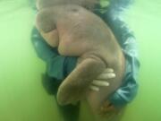 In this Thursday, May 23, 2019, photo, an official of the Department of Marine and Coastal Resources hugs Marium, a baby dugong separated from her mother, near Libong island, Trang province, southern Thailand.