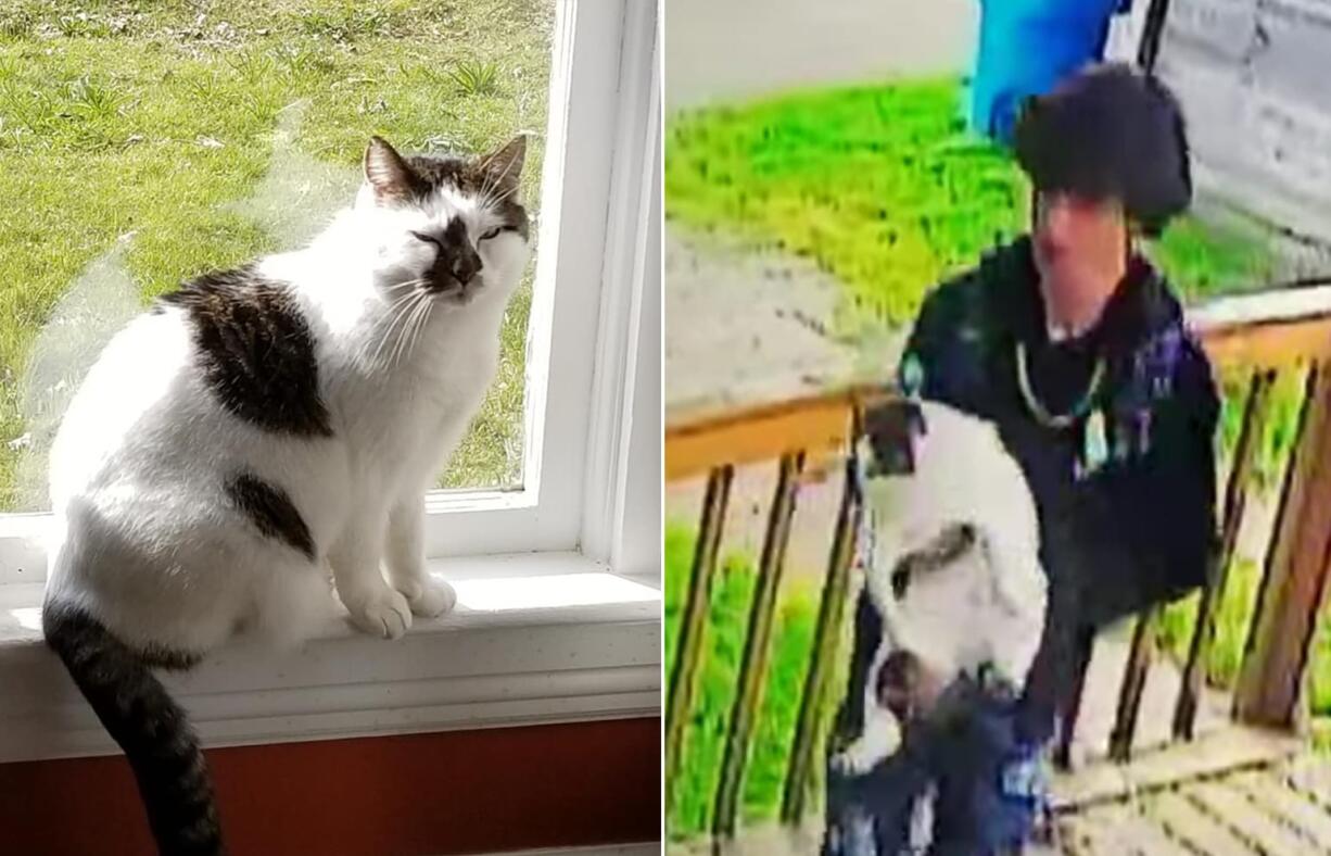 A reward of more than $3,000 has been offered for information leading to Jack the Cat's whereabouts. A surveillance video caught a teen removing the cat from a Vancouver porch June 5.