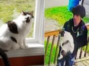 A reward of more than $3,000 has been offered for information leading to Jack the Cat's whereabouts. A surveillance video caught a teen removing the cat from a Vancouver porch June 5.