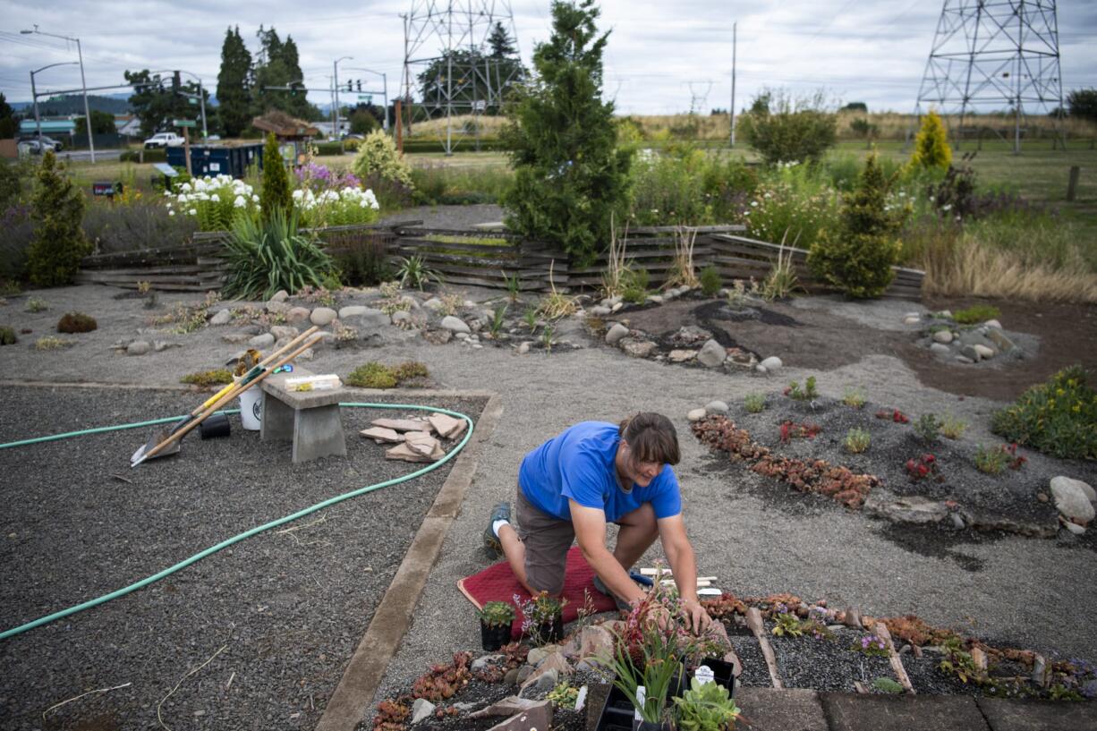 Master gardener Christine Anderson of Vancouver works on the Xeriscaping garden in the Natural Gardens at Pacific Community Park in Vancouver on Tuesday.