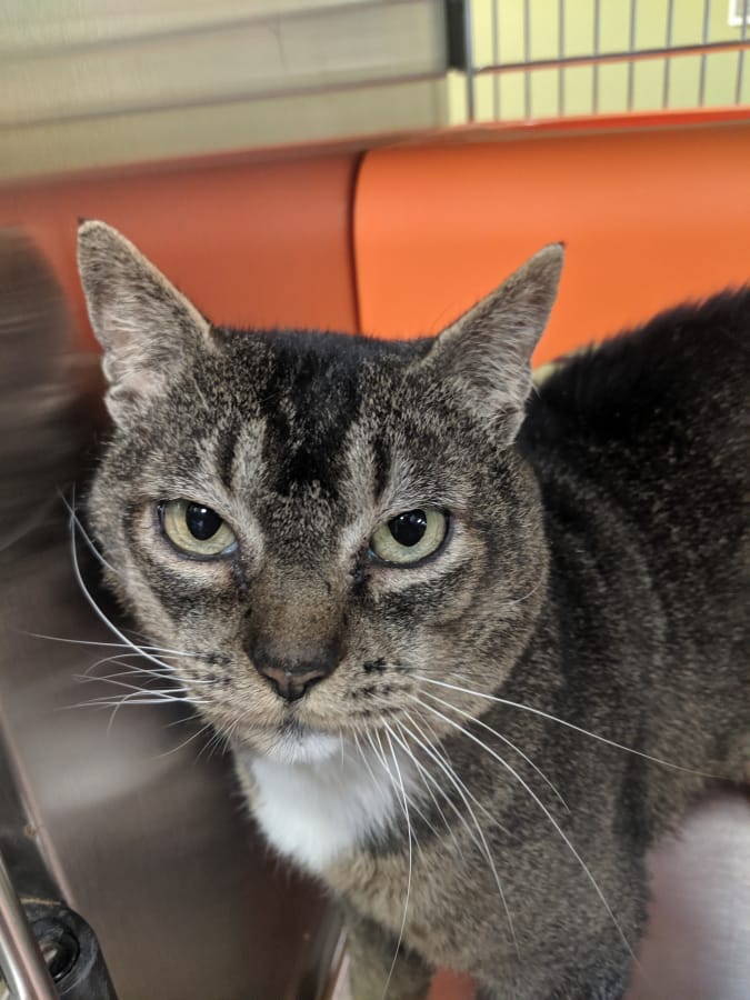 Meet Bob! Bob came to us as a stray. He’s a little shy but secretly loves ear rubs, and once he gets to know you he’s your new best friend! He would do best in a home with kids over age 6 and would prefer to live without any other cats. These pets are among those available for adoption from noon to 6 p.m. Tuesday through Sunday at the Humane Society for Southwest Washington, 1100 N.E. 192nd Ave., Vancouver. The Humane Society is closed to the public on Mondays. Fees -- which can include registered microchip, health exam, a spay or neuter certificate and vaccination -- vary.