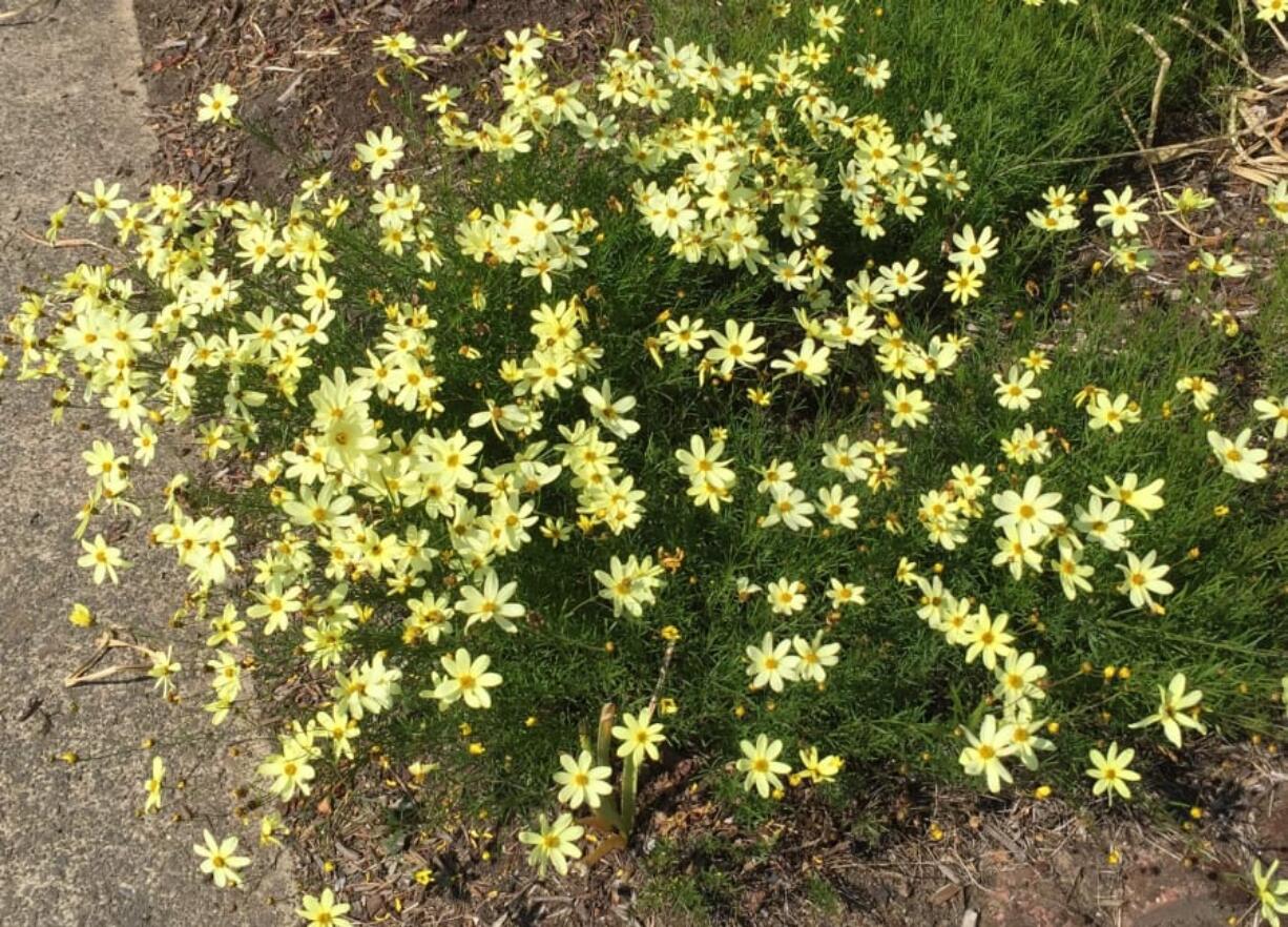 Moonbeam threadleaf Coreopsis grows about 16 to 18 inches tall and endures wind well.