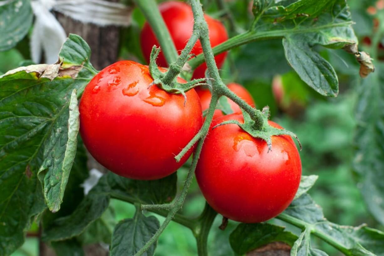 Ensure your plants get sun. In David Freed’s experience, cherry tomatoes need at least four hours of full sun a day, and bigger tomatoes need six to eight.