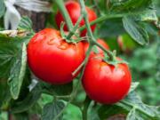 Ensure your plants get sun. In David Freed’s experience, cherry tomatoes need at least four hours of full sun a day, and bigger tomatoes need six to eight.