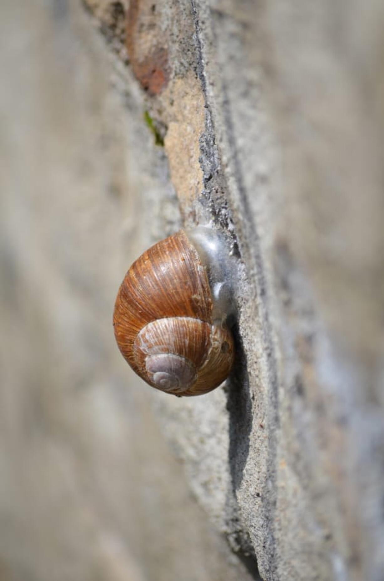 A snail with its structure called an epiphragm.