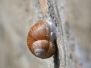 A snail with its structure called an epiphragm.