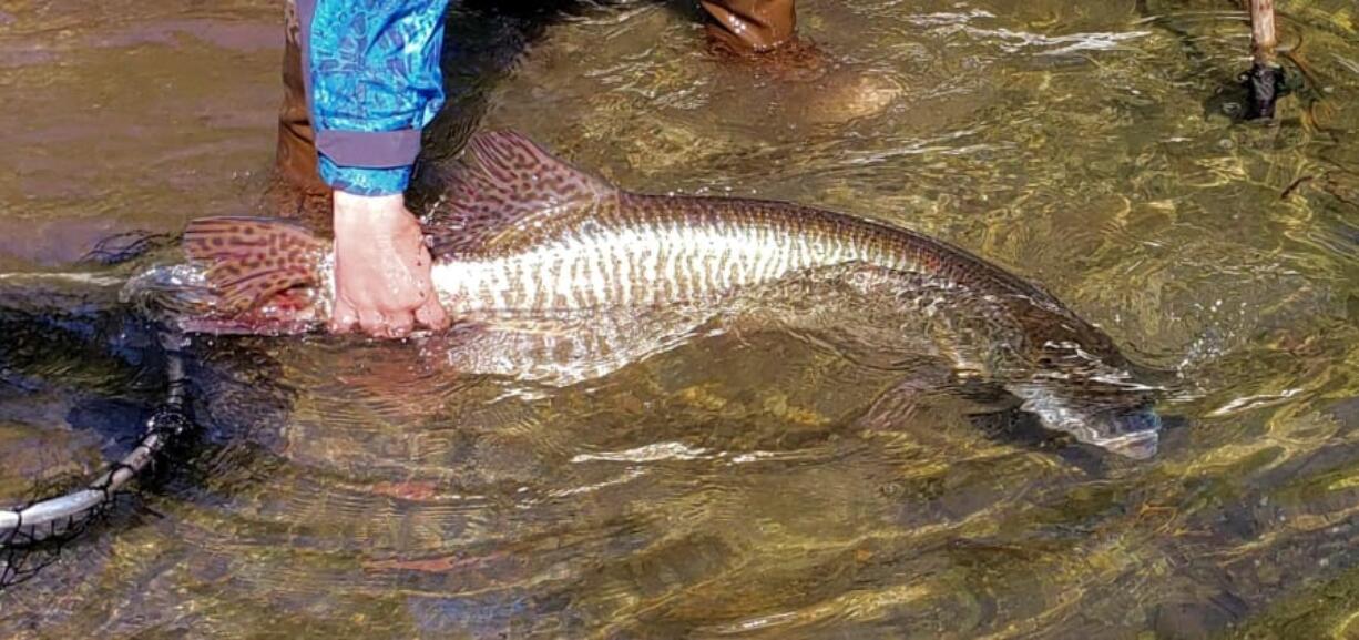 Big tiger muskies are biting in Mayfield and Merwin Lakes, and will continue to bite well all summer.