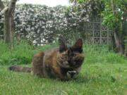 Ecologist Maren Huck’s cat, Treacle, wearing a video camera on her collar.