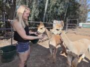 Kelly Thor in her backyard feeds her two alpacas, Bubba, left, and Einstein, at right, in Escondido, Calif.