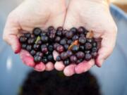 Huckleberries thrive in damp, volcanic soil.