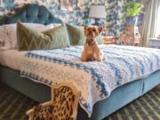 Alex Papachristidis’s dog Teddy uses an antique miniature chair to help get on the bed — from Susanna Salk’s book “At Home With Dogs and Their Designers.” Stacey Bewkes