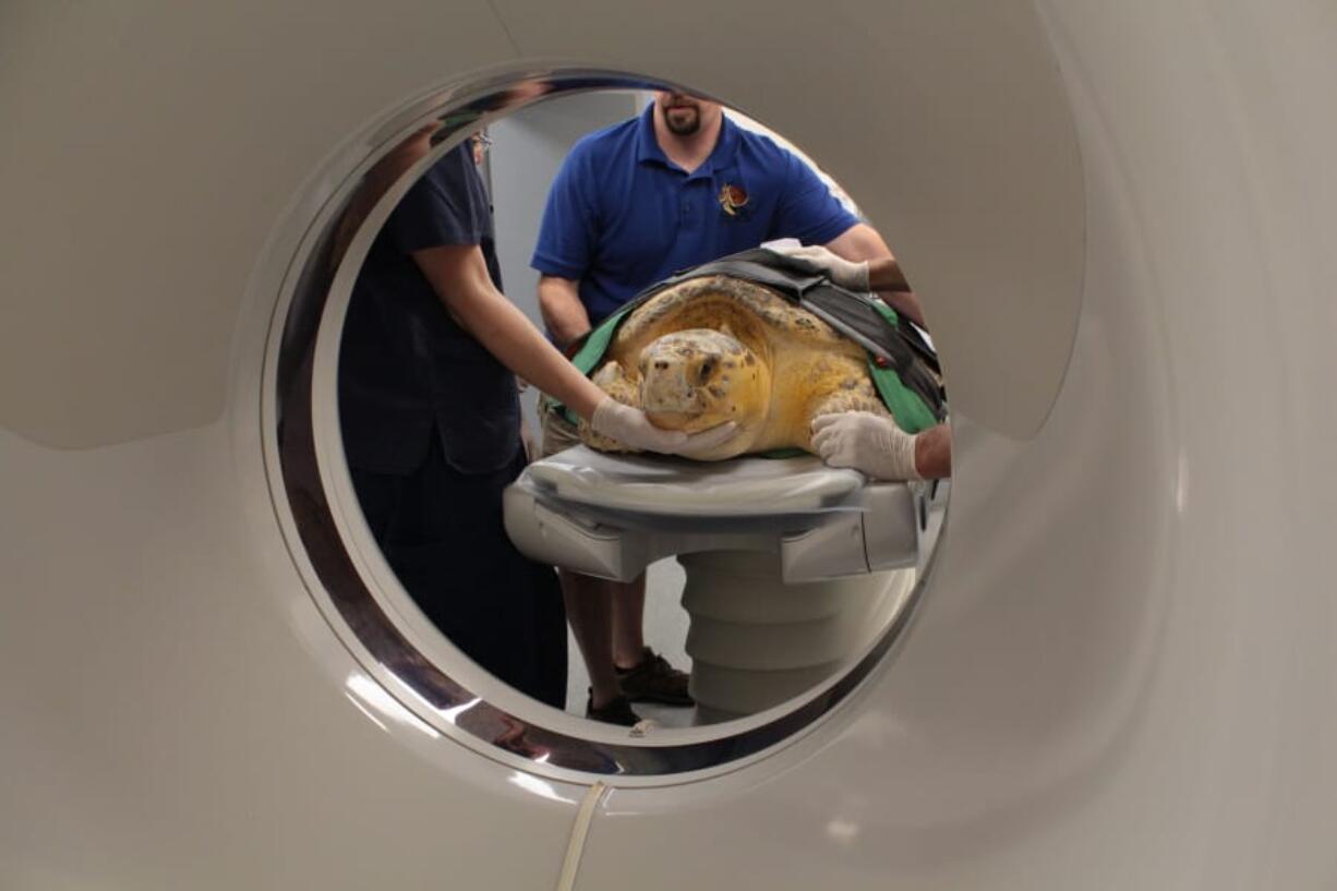 Tabitha, a loggerhead sea turtle, undergoes a CT scan at Mount Laurel Animal Hospital in New Jersey. The reptile was rescued off the New Jersey coast on June 27.