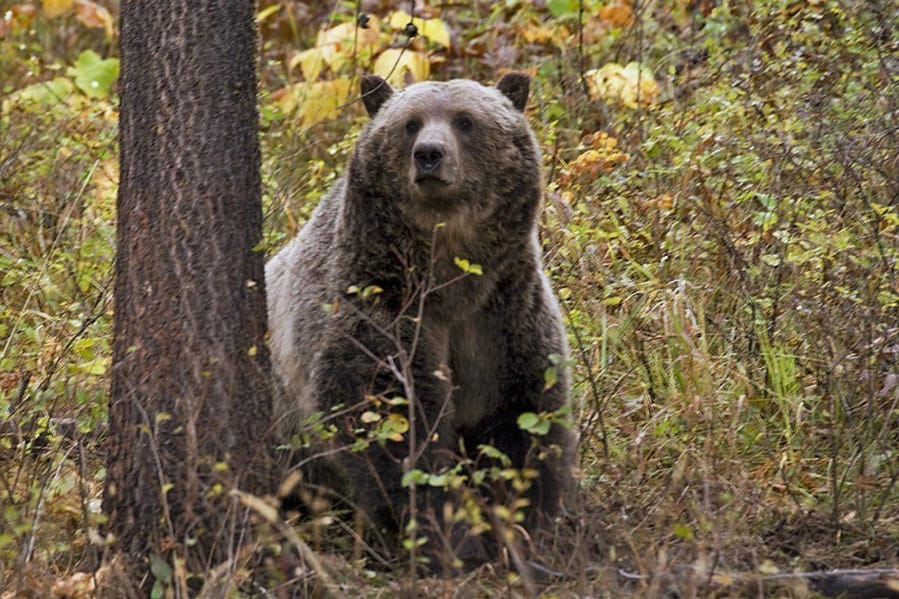 National Park Service Identifies 'Preferred Alternative' to Restore Grizzly  Bears to the North Cascades · National Parks Conservation Association