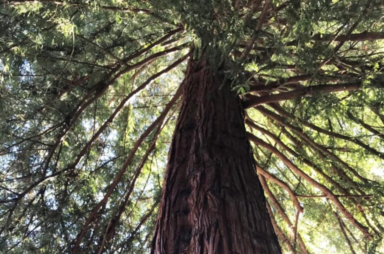 A redwood moon tree stands near the town hall in Monterey, Calif., in Friendly Plaza.