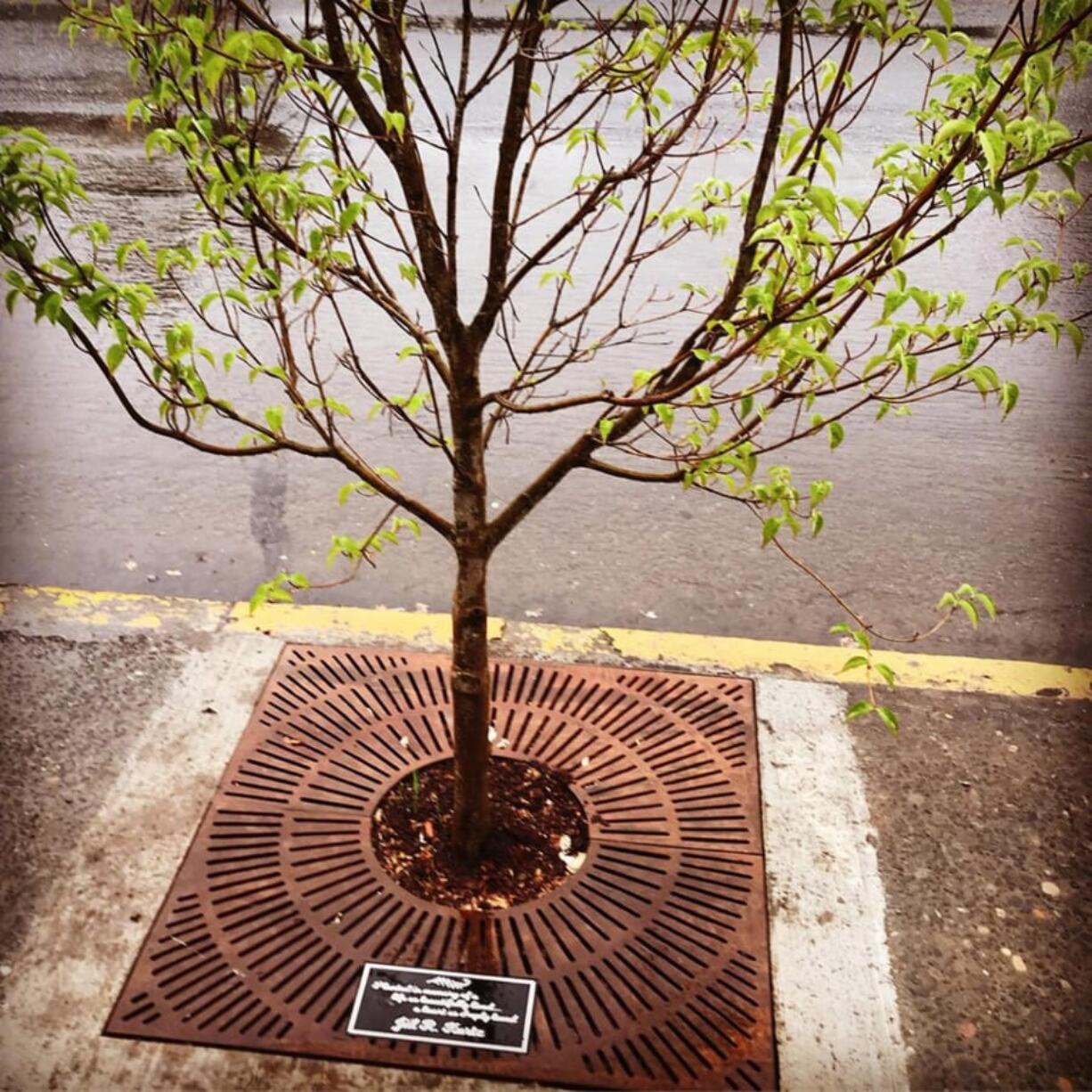 Battle Ground: Community members in Battle Ground pitched in to plant this tree along Main Street in honor of attorney and “serial volunteer” Jill Kurtz, who died in January 2018.