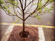 Battle Ground: Community members in Battle Ground pitched in to plant this tree along Main Street in honor of attorney and “serial volunteer” Jill Kurtz, who died in January 2018.