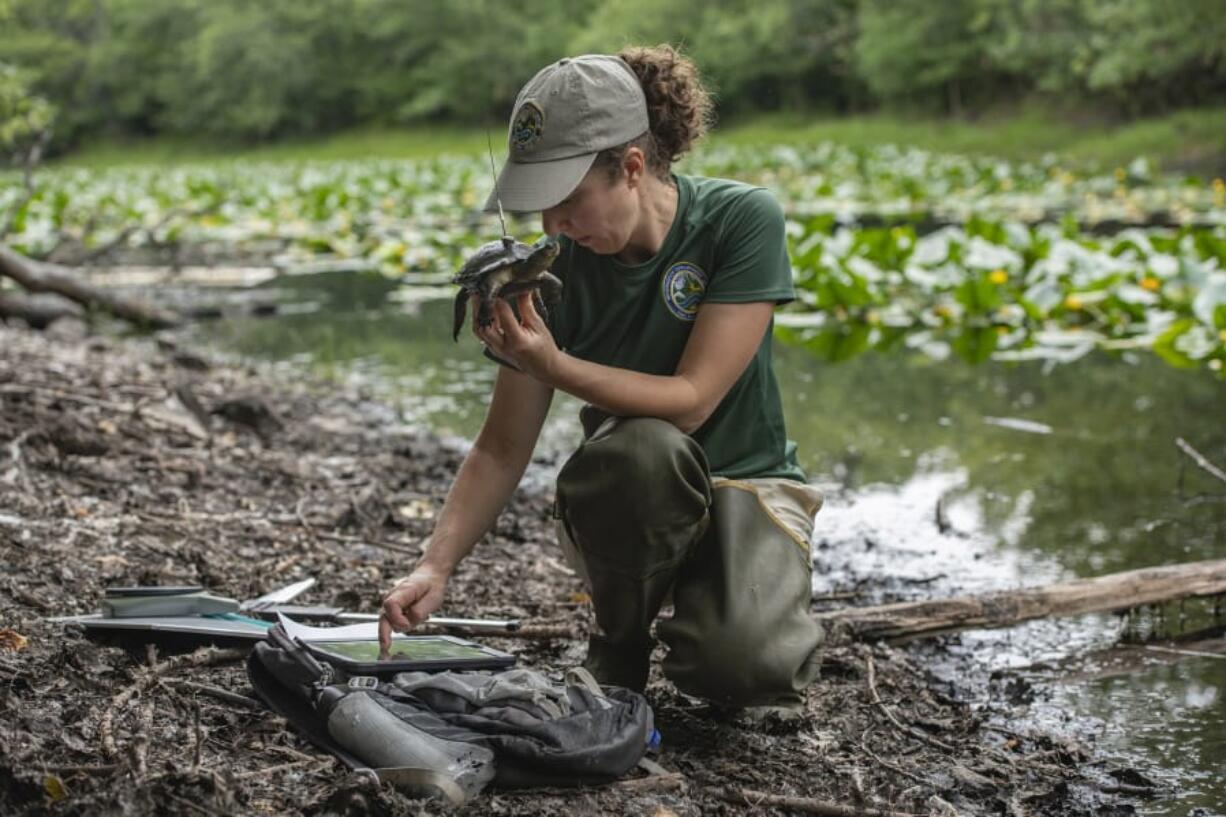 District Wildlife biologist Stefanie Bergh measures the length and weight of a western pond turtle at a research site in Klickitat County on Tuesday morning.