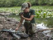 District Wildlife biologist Stefanie Bergh measures the length and weight of a western pond turtle at a research site in Klickitat County on Tuesday morning.