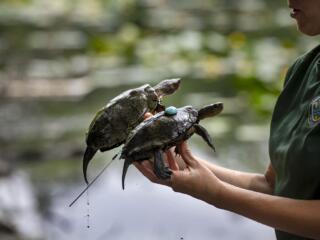 Gallery: Western Pond Turtles photo gallery