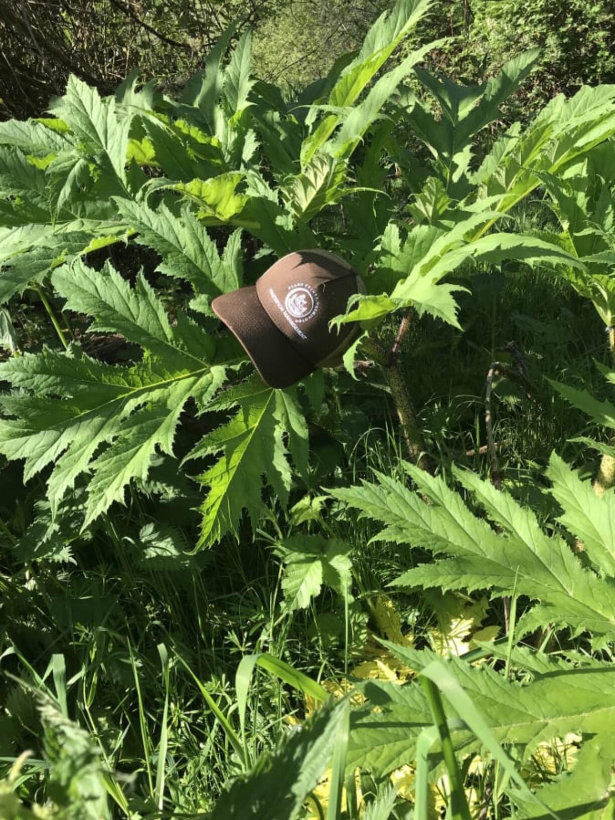 Clark County is warning people to be wary of giant hogweed in the Salmon Creek watershed. Sap from the invasive weed can cause blisters and scarring if it comes into contact with human skin.