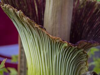 Gallery: Rare corpse flower, Titan VanCoug, in bloom photo gallery