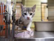 A kitten emerges from his cage  at the Humane Society for Southwest Washington in July.