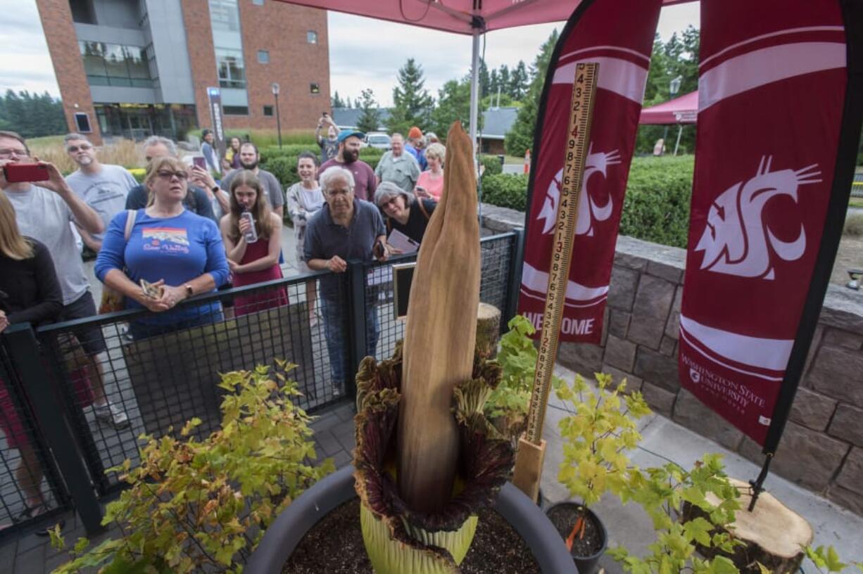 A small crowd gathers to view the rare corpse flower, Titan VanCoug, as it starts to fold inward at Washington State University Vancouver on Wednesday afternoon. The flower, which drew thousands of visitors, was in full bloom on Tuesday, but, as expected, began to decline the following day.