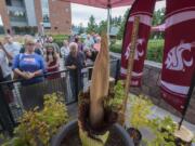 A small crowd gathers to view the rare corpse flower, Titan VanCoug, as it starts to fold inward at Washington State University Vancouver on Wednesday afternoon. The flower, which drew thousands of visitors, was in full bloom on Tuesday, but, as expected, began to decline the following day.