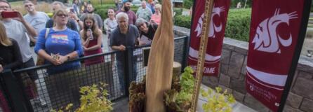 A small crowd gathers to view the rare corpse flower, Titan VanCoug, as it starts to fold inward at Washington State University Vancouver on Wednesday afternoon. The flower, which drew thousands of visitors, was in full bloom on Tuesday, but, as expected, began to decline the following day.