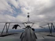 Riveridge: Dave Clark of Vancouver celebrated his 70th birthday with a trip to the Mason Wing Walking Academy in Sequim to take a ride on the wing of an airplane.