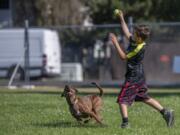 Jacob Urrea, 8, tosses a tennis ball for his chocolate Labrador mix, Allygator at Bagley Community Park on Wednesday . Vancouver Parks and Recreation has started Barks in the Parks, where a series of temporary pop-up, off-leash dog parks are hosted in three neighborhoods throughout the area.