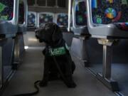 Jamboree, or “Jam” for short, is pictured in a C-Tran bus Monday in Vancouver. Jamboree is 10 weeks old and traveled to Vancouver to spend a year of puppy training with C-Tran’s Lead Travel Trainer Veronica Marti. The training is preparing him to be a guide dog for Guide Dogs for the Blind. As pictured above, Jamboree gets his own C-Tran nametag while he is in Vancouver for his training.