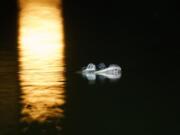 An alligator floats in the Humboldt Park Lagoon, Tuesday, July 9, 2019, in Chicago. Officials couldn’t say how the creature got there, but traps are being placed around the lagoon in hopes the animal will swim into one and be safely removed. (Armando L.